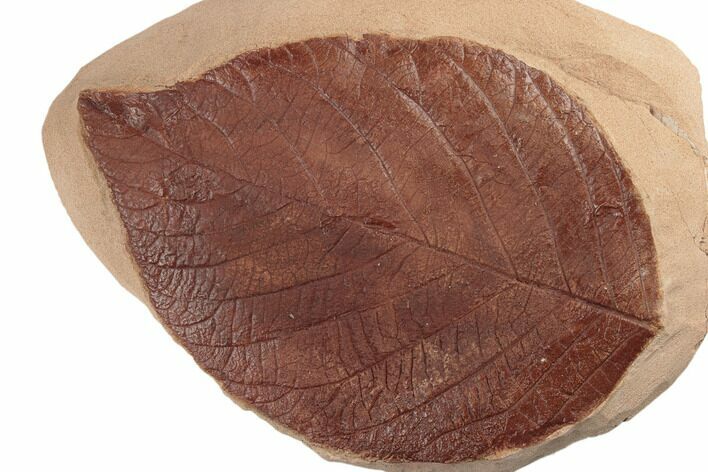 Red Fossil Hazelnut Leaf (Corylus) - Montana #188932